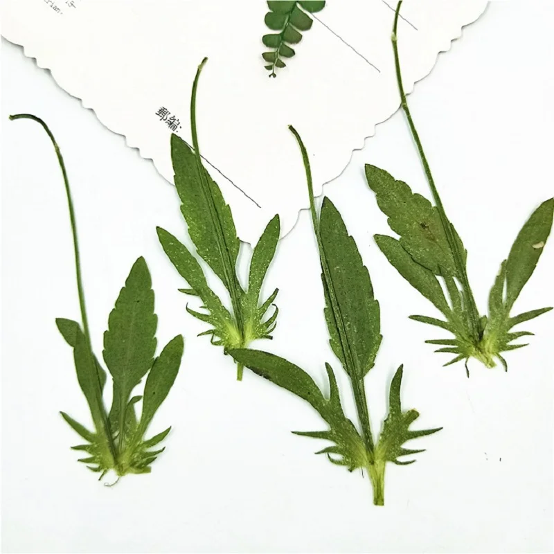 60 adet Preslenmiş Kurutulmuş Corydali Yaprak Çiçek Herbaryum Epoksi Reçine Takı Yapımı İçin Yer İmi telefon kılıfı Yüz Makyaj Tırnak Sanat Zanaat