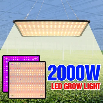 LED Tam Spektrum Büyümek Lamba 2000W Kapalı Sebze bitki yetiştirme ışık 220V Çiçek Phyto Büyüyen Lamba Hidroponik Tohum
