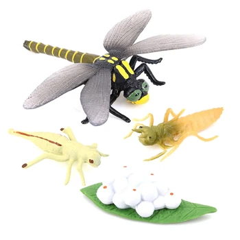 Yaşam Döngüsü Bir Yusufçuk Böcekler Yaşam Döngüsü Büyüme Modeli Çocuk Hayvan Büyüme Döngüsü Bilim Eğitici Oyuncaklar